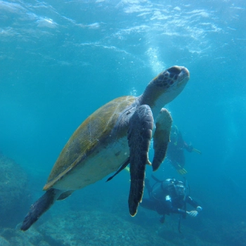 galapagos