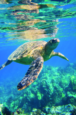 galapago